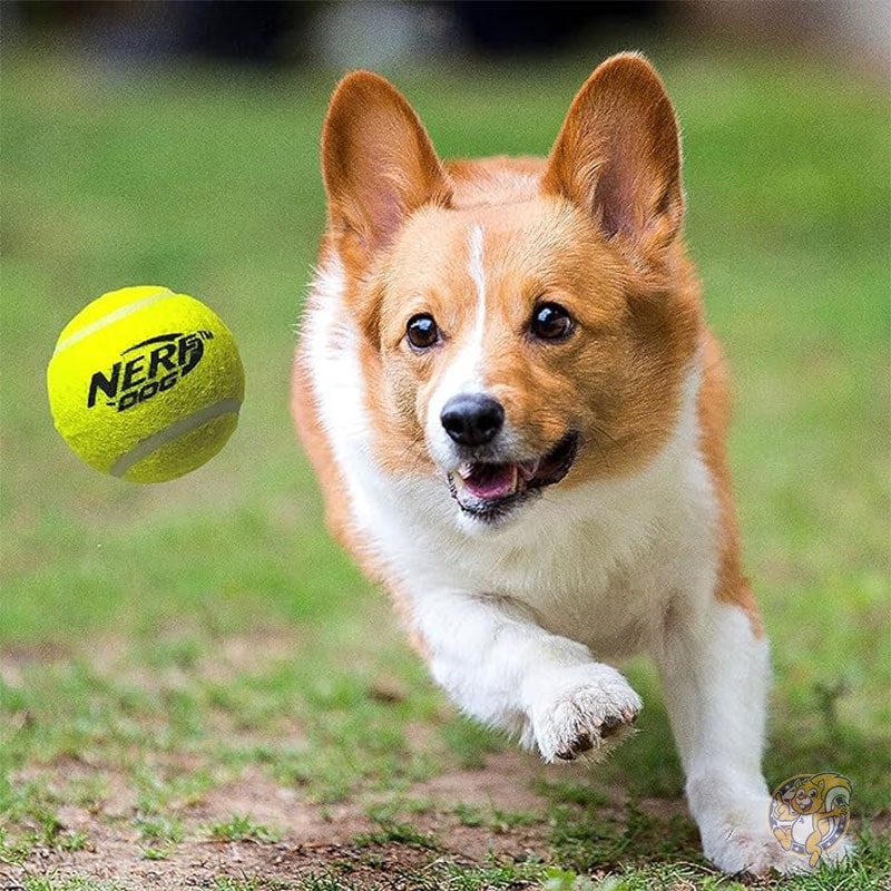 犬用おもちゃ テニス ボール ブラスター 30cm 半透明ブラスター ミニチュア 5cm テニス ボール 3個付き ペット用品 ナーフ Nerf Dog