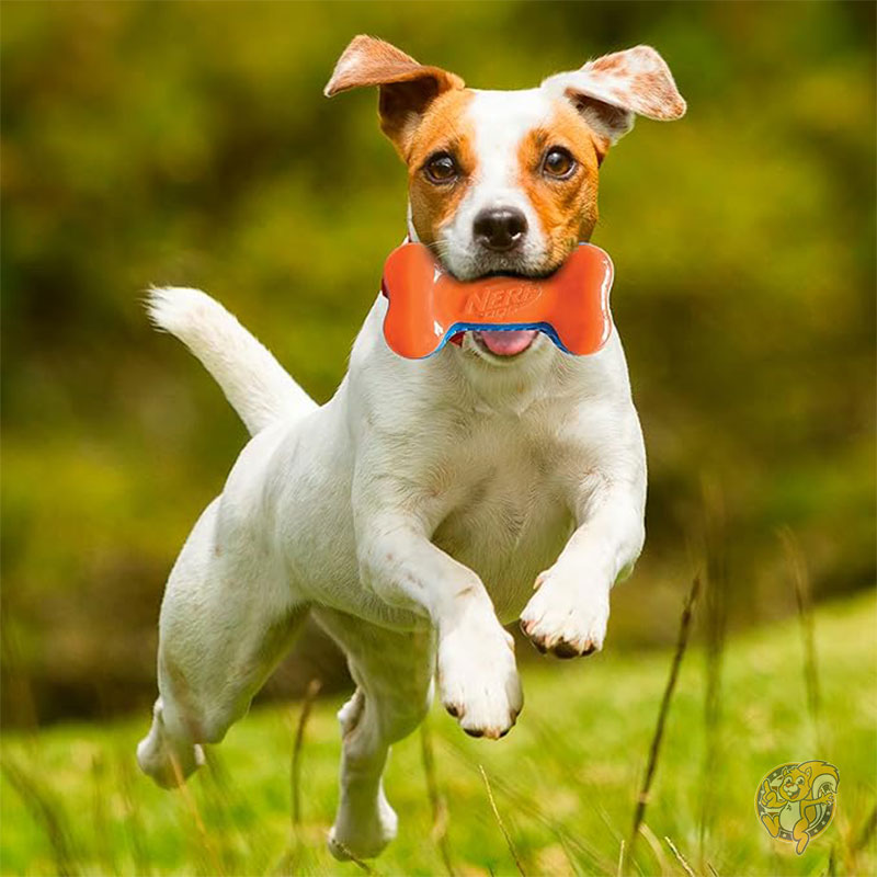 17cm TPR EXO スクイークボーン 音が鳴るおもちゃ ブルー/オレンジ 犬用おもちゃ ペット用品 ナーフ Nerf Dog